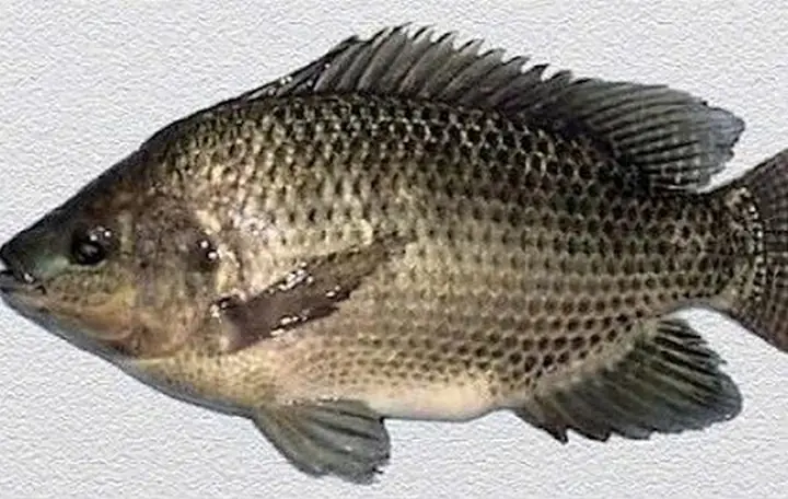 Hình Ảnh Cá Rô Biển