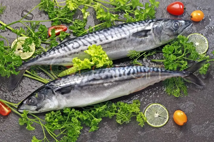 Hình Ảnh Cá Saba
