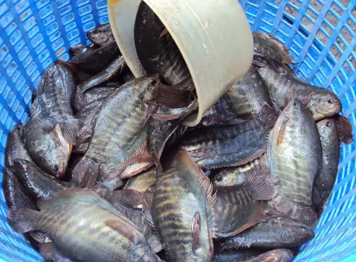 Hình Ảnh Cá Sặc Rằn