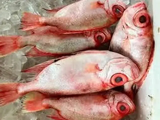 Hình Ảnh Cá Sơn Thóc