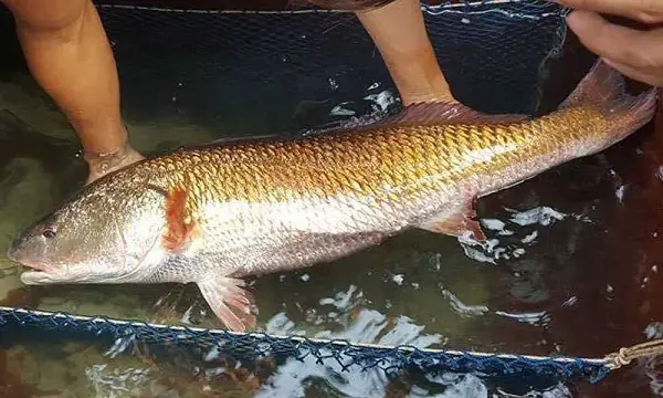 Hình Ảnh Cá Sửu Vàng