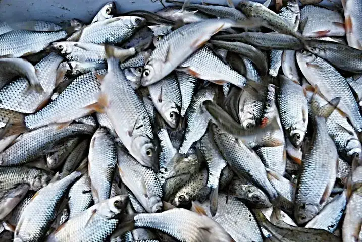 Hình Ảnh Cá Thu Bè