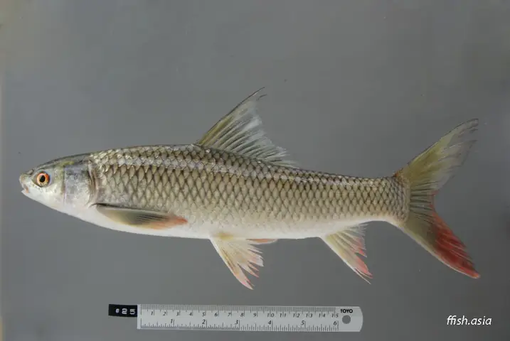 Hình Ảnh Cá Trôi