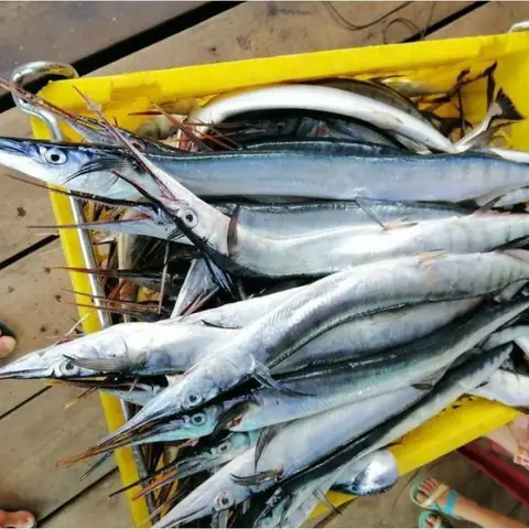 Hình Ảnh Cá Xương Xanh