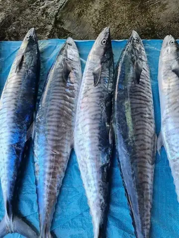 Hình Ảnh Các Loại Cá Thu