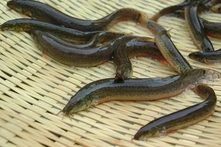 Hình Ảnh Con Cá Chạch