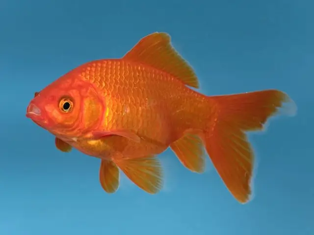 Hình Ảnh Con Cá Chép Đẹp