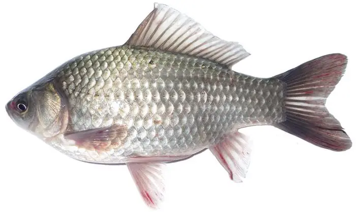 Hình Ảnh Con Cá Diếc