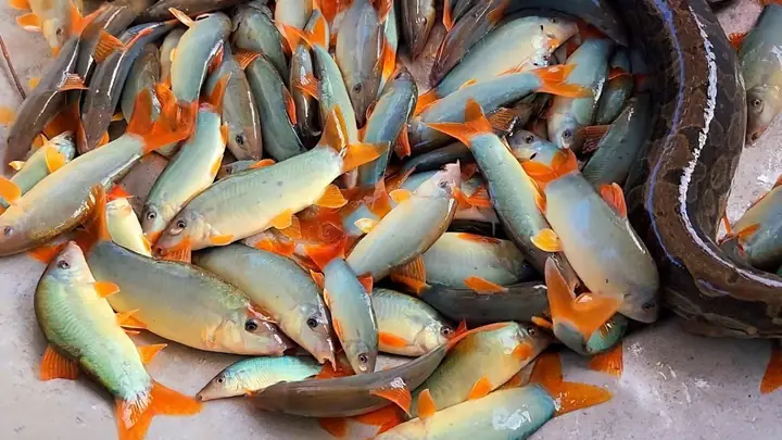 Hình Ảnh Con Cá Heo Nước Ngọt