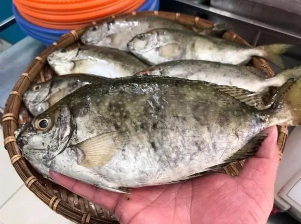 Hình Ảnh Con Cá Kình