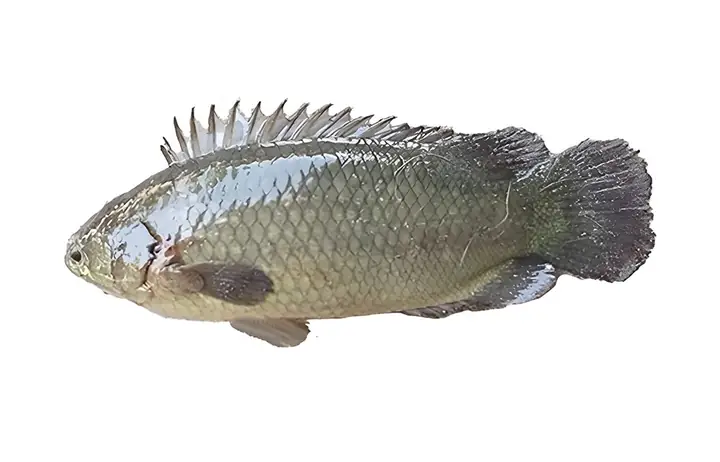 Hình Ảnh Con Cá Rô