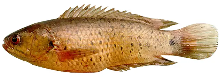 Hình Ảnh Con Cá Rô Đồng