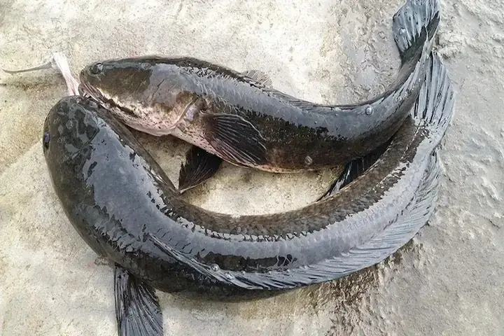 Hình Ảnh Con Cá Sộp