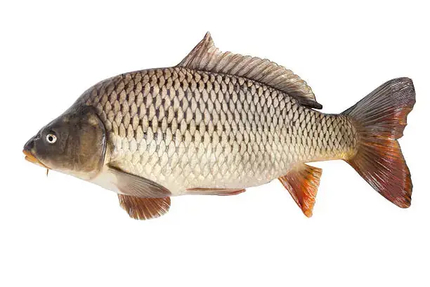 Hình Ảnh Đàn Cá Chép