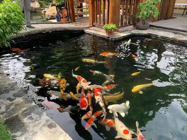 Hình Ảnh Hồ Cá Koi