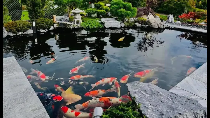 Hình Ảnh Hồ Cá Koi Đẹp