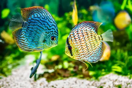 Hình Ảnh Hồ Cá Thủy Sinh