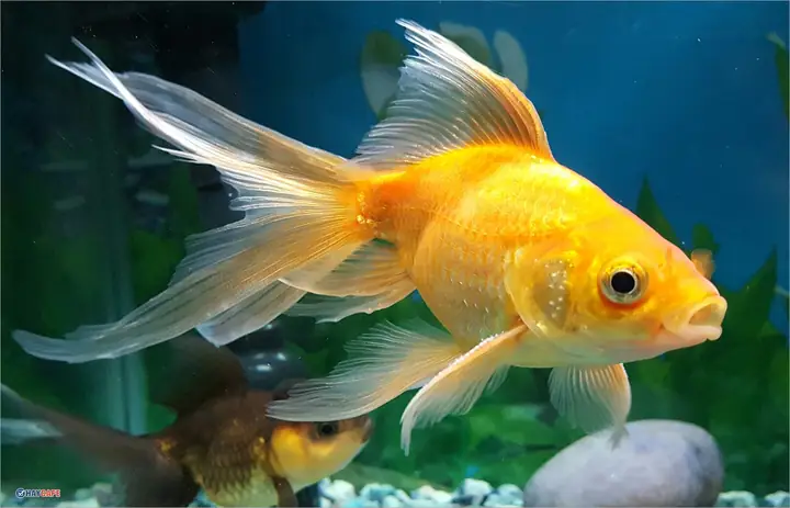 Hình Ảnh Về Cá
