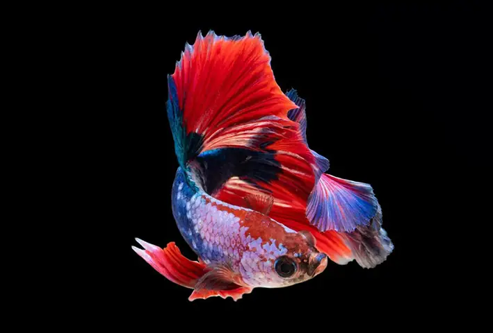 Hình Cá Guppy Đẹp