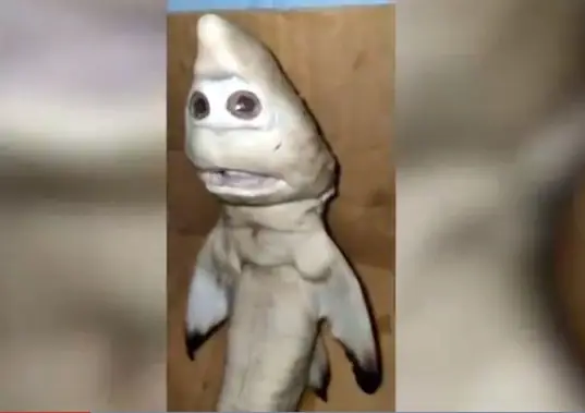 Hình Cá Mặt Ngu