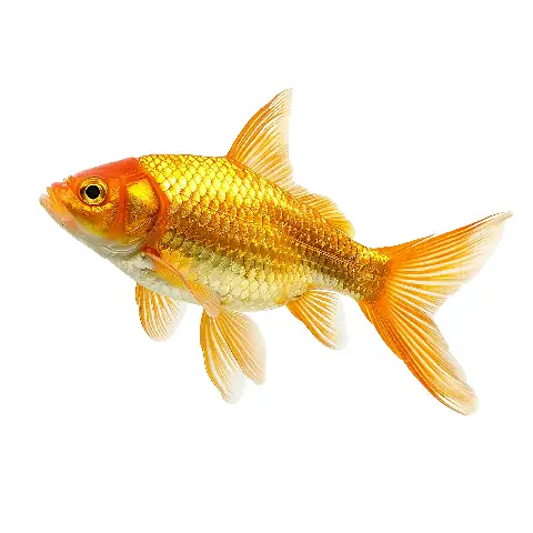 Hình Con Cá Thật