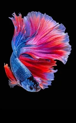 Hình Nền Cá Betta Đẹp Nhất