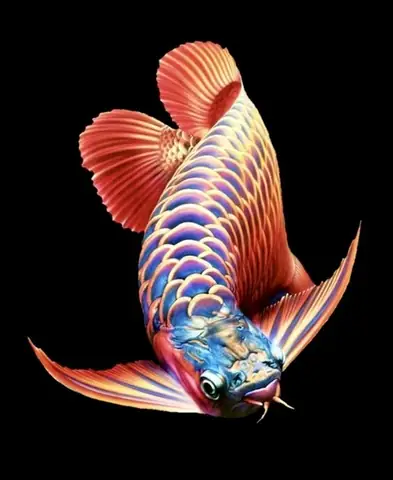 Hình Nền Cá Rồng