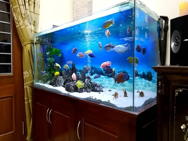 Hồ Cá Ali Đẹp