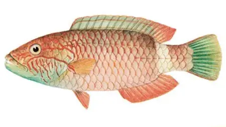 Họ Cá Bàng Chài