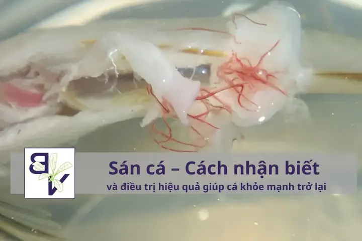 Hồ Cá Bị Giun Sán