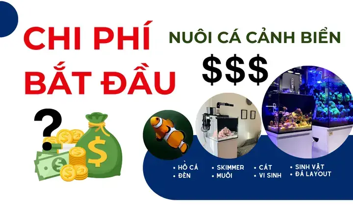 Hồ Cá Biển Giá Bao Nhiêu