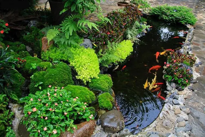 Hồ Cá Chép Koi