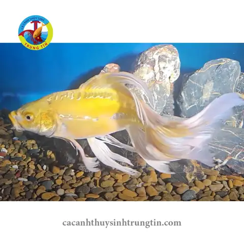 Hồ Cá Chép Nhật