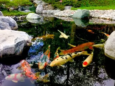 Hồ Cá Đẹp Nhất Thế Giới