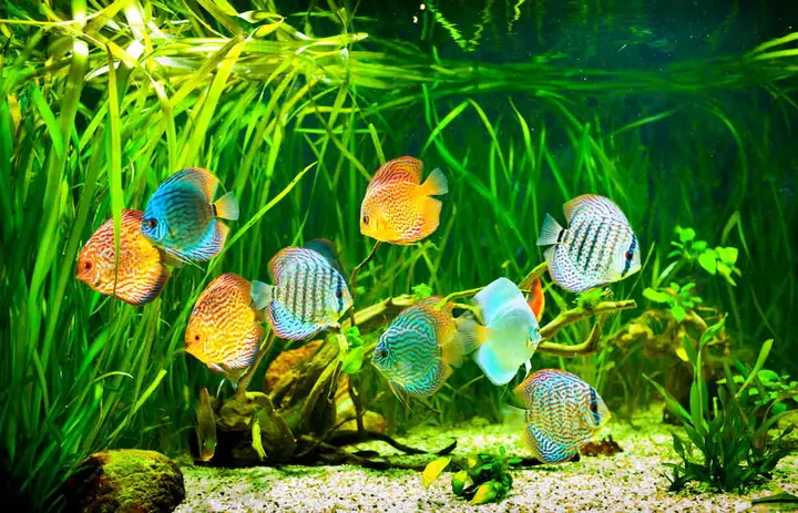 Hồ Cá Dĩa Thuỷ Sinh