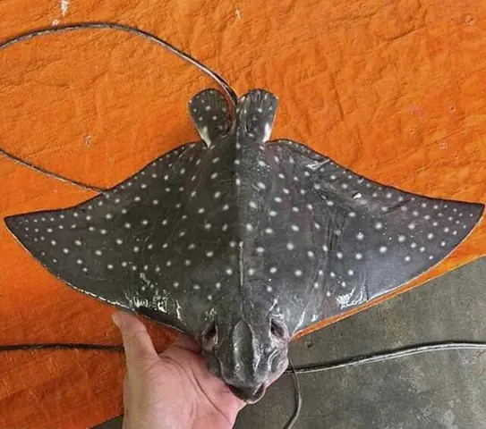 Họ Cá Đuối Ó