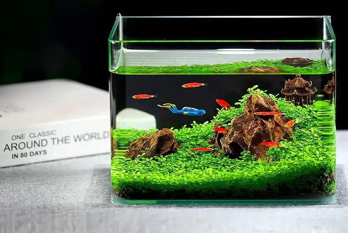 Hồ Cá Hình Chữ Nhật