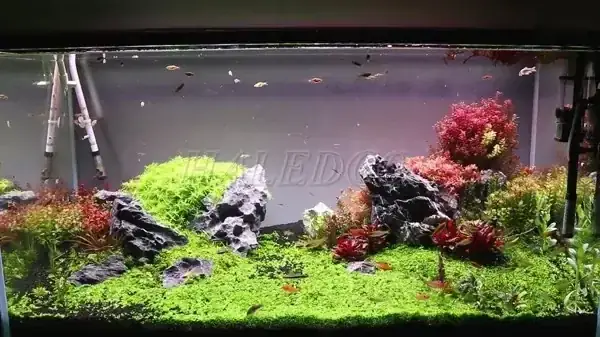 Hồ Cá Jebo 1m2 Giá Bao Nhiêu