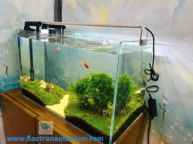 Hồ Cá Kiểng Giá Rẻ