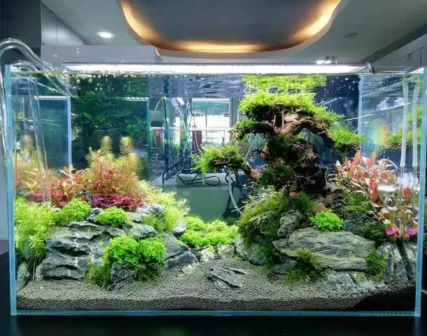 Hồ Cá Kiểng Trong Nhà