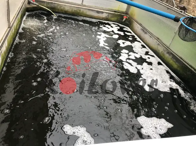 Hồ Cá Koi Bị Bọt