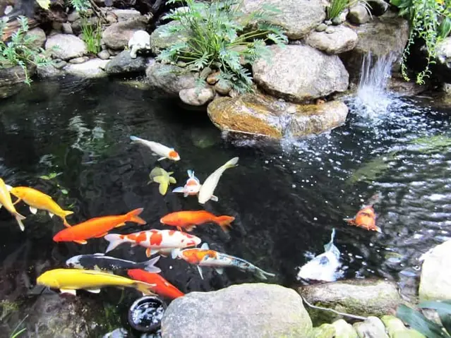 Hồ Cá Koi Bị Rêu Xanh