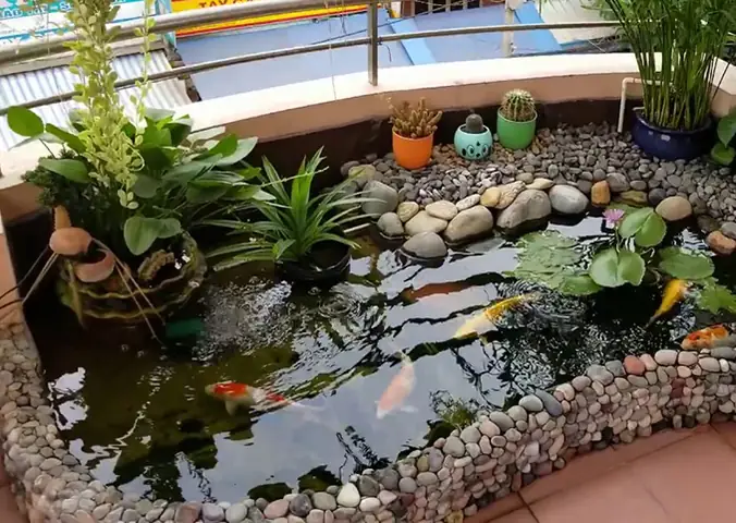 Hồ Cá Koi Ngoài Trời Đẹp