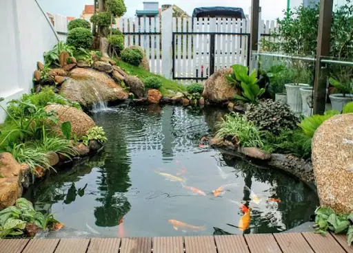 Hồ Cá Koi Phong Thủy
