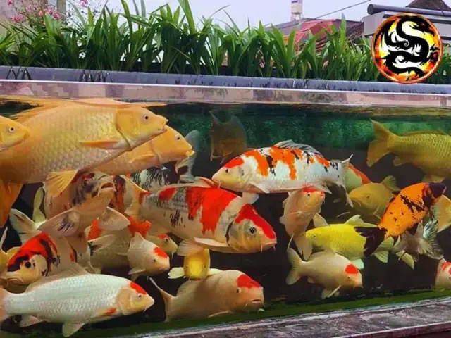 Hồ Cá Koi Thủy Sinh