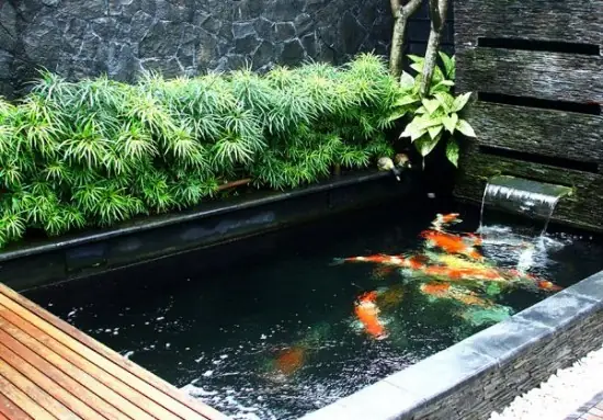 Hồ Cá Koi Xi Măng