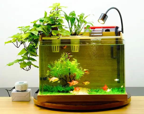 Hồ Cá Làm Bàn