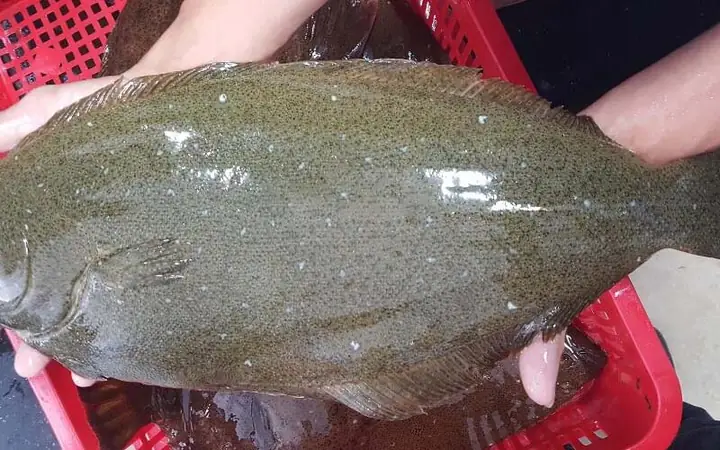 Họ Cá Lưỡi Trâu