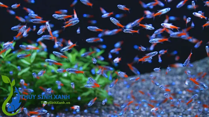 Hồ Cá Neon Đẹp