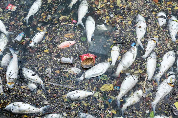 Hồ Cá Nổi Trên Mặt Nước